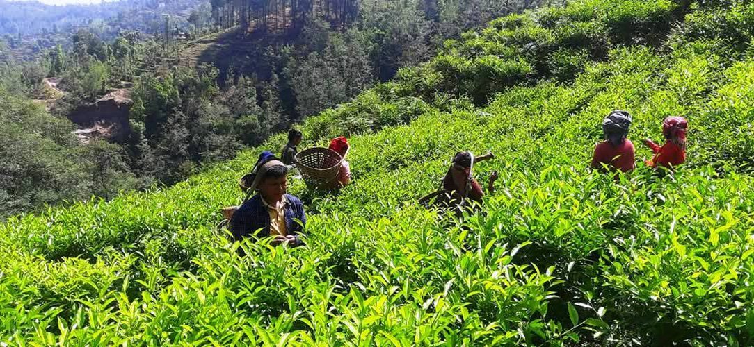tea-baglung_GsrNCGRGcr
