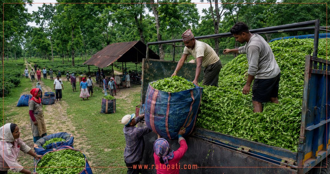 Nepali Tea Exports Face Obstacles in India Amidst Quality Testing Delays