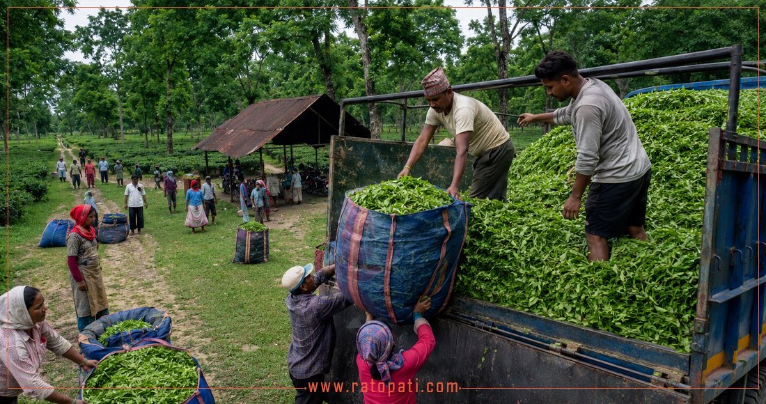 Indian Trade Barriers Halt Nepali Tea Exports, Threatening Industry and Livelihoods