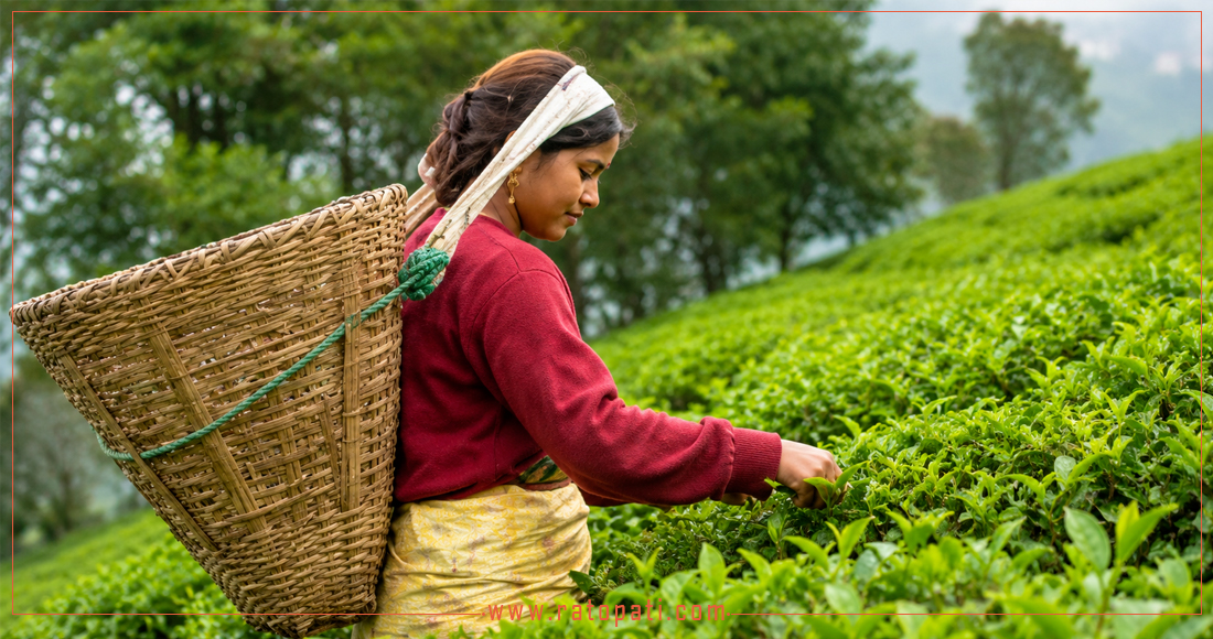 Nepal's Tea Industry Faces Export Hurdles Amidst Systemic Weaknesses