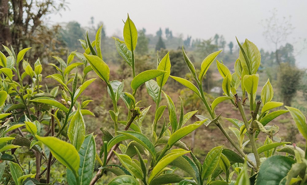 tea ilam 2
