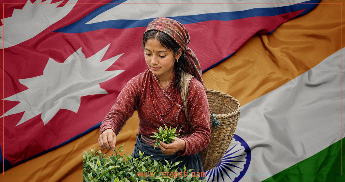 Nepal's Tea Industry Faces Crisis Amidst Indian Trade Barriers and Domestic Policy Lapses