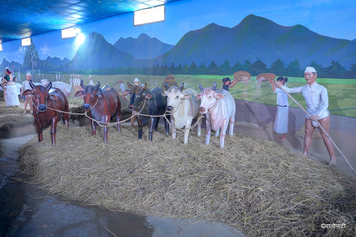 Tharu Musium_Dang_NPL_PCT (14)
