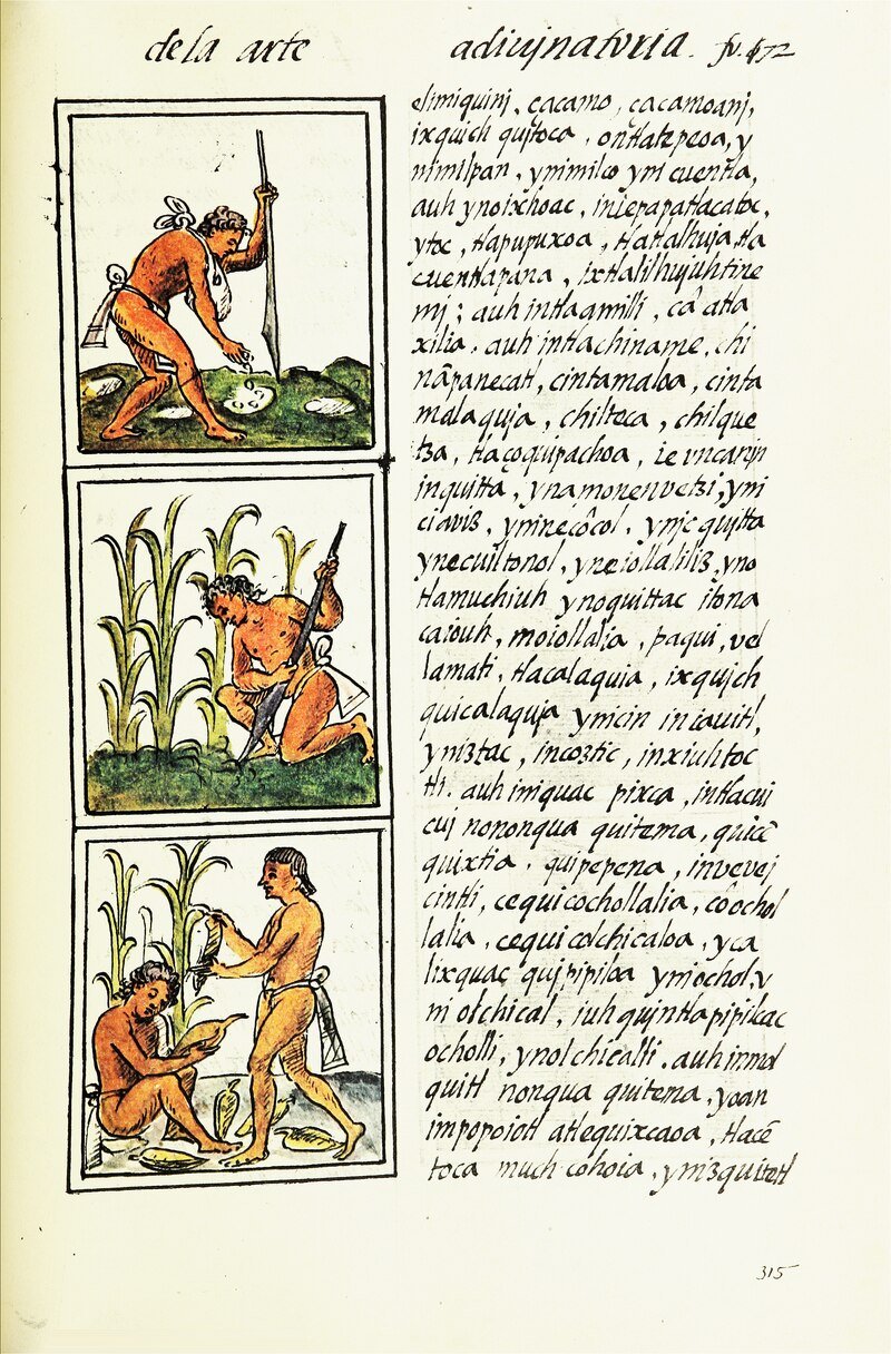 The_Florentine_Codex-_Agriculture.tiff