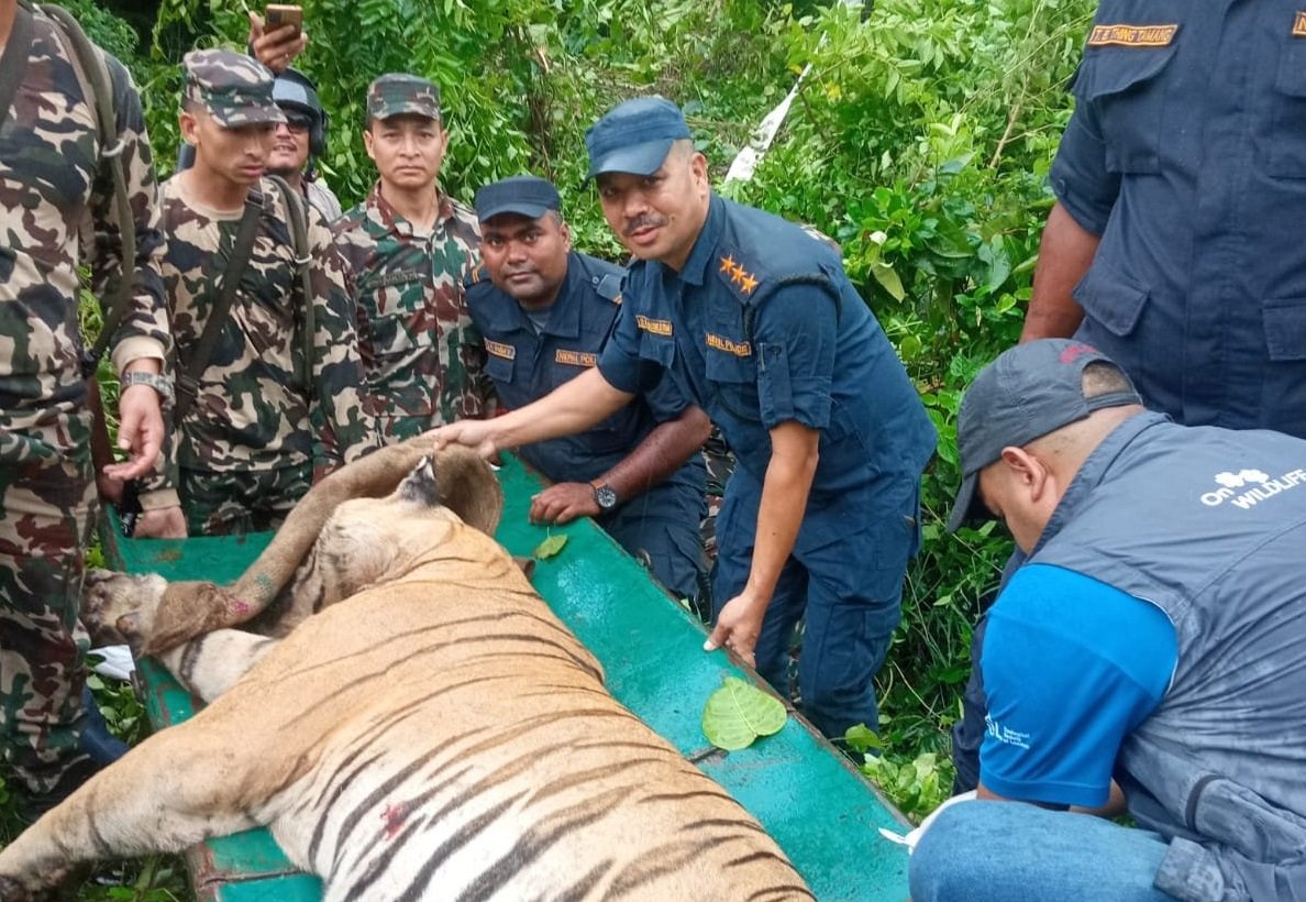   चार जना मान्छे खाएको नरभक्षी बाघ नियन्त्रणमा