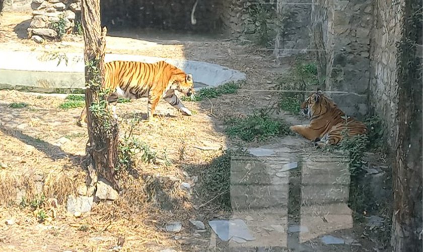 देशभरका खोरमा १९ समस्याग्रस्त बाघ, ‘टाइगर जु’ बनाउन विज्ञको सुझाव