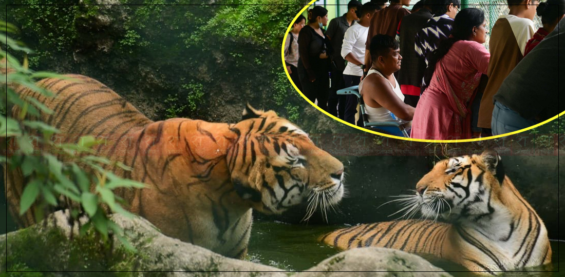  बाघ दिवसमा ‘बघौरा’ र ‘महारानी’ हेर्नेहरूकाे भीड, तस्बिरहरू