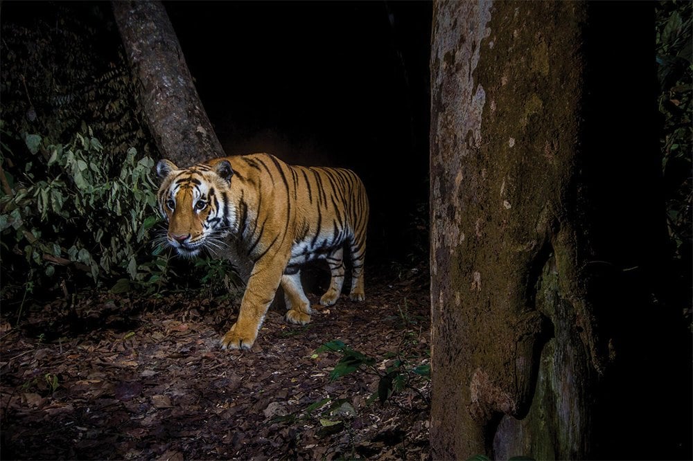 नवलपुरमा घाँस काट्न गएका सासु-बुहारीको बाघको आक्रमणबाट मृत्यु