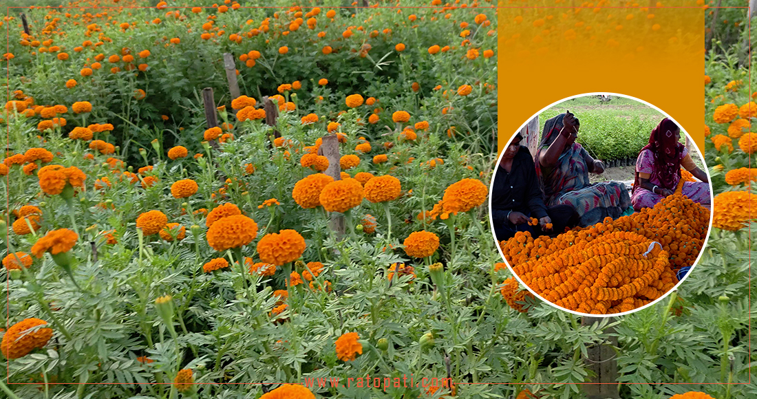   जब बारीमा तिहार फुल्छ...