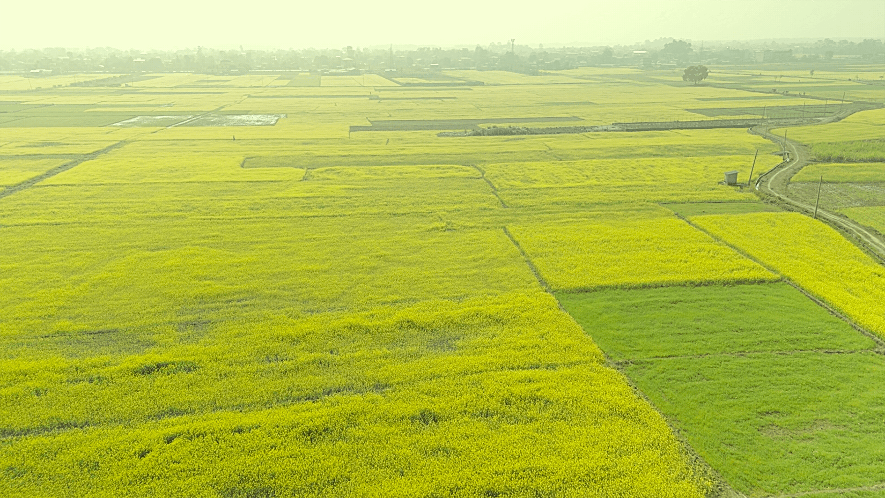 सिँचाइ पुगेपछि भेँडाबारीको गौचरनमा तोरीखेती