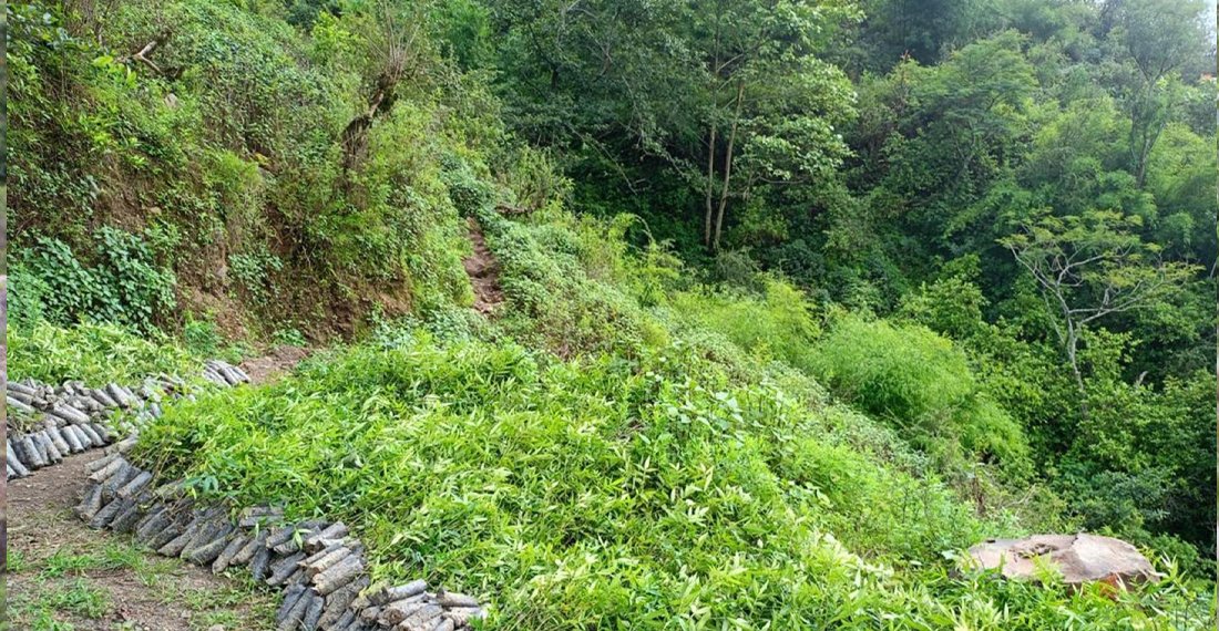   वन्यजन्तुबाट बाली जोगाउन नसकेपछि टिमुरखेती
