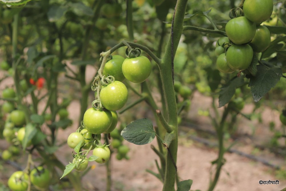 tomato farming (1)