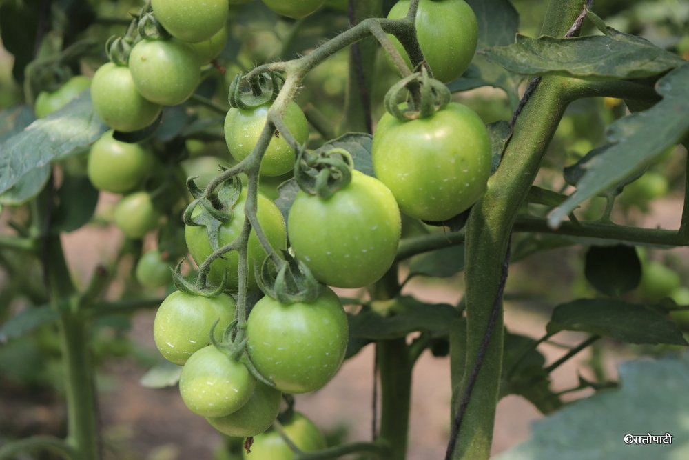tomato farming (2)