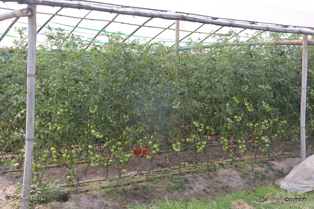 tomato farming (4)