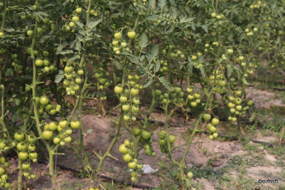 tomato farming (5)