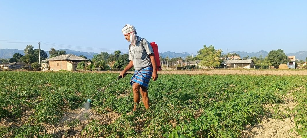 व्यापार छाडेर टमाटर खेती, वार्षिक पाँच लाखभन्दा बढी आम्दानी