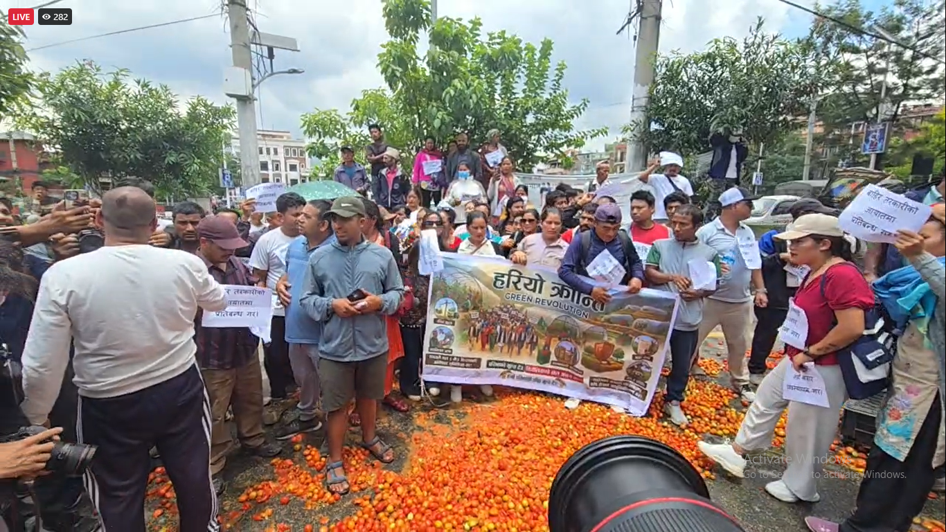 Farmers Protest Tomato Price Collapse Amidst Indian Imports