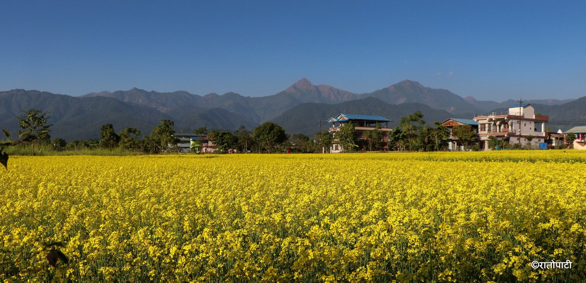 तोरी फुलेर पहेँलै भए नवलपरासीका फाँट (तस्बिरहरू)