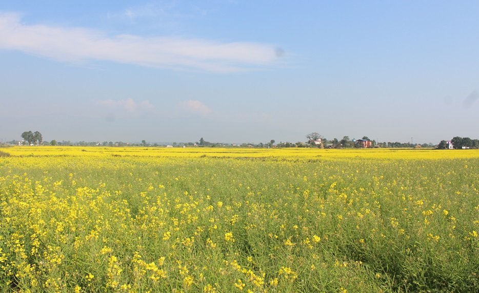 नवलपुरका किसान तोरी खेतीमा आकर्षित