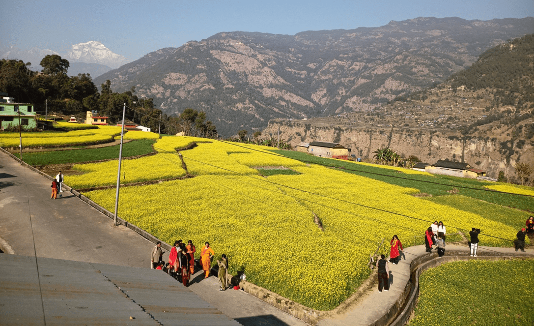 म्याग्दीको रत्नेचौरका तोरीबारीमा टिकटिक बनाउने भीड