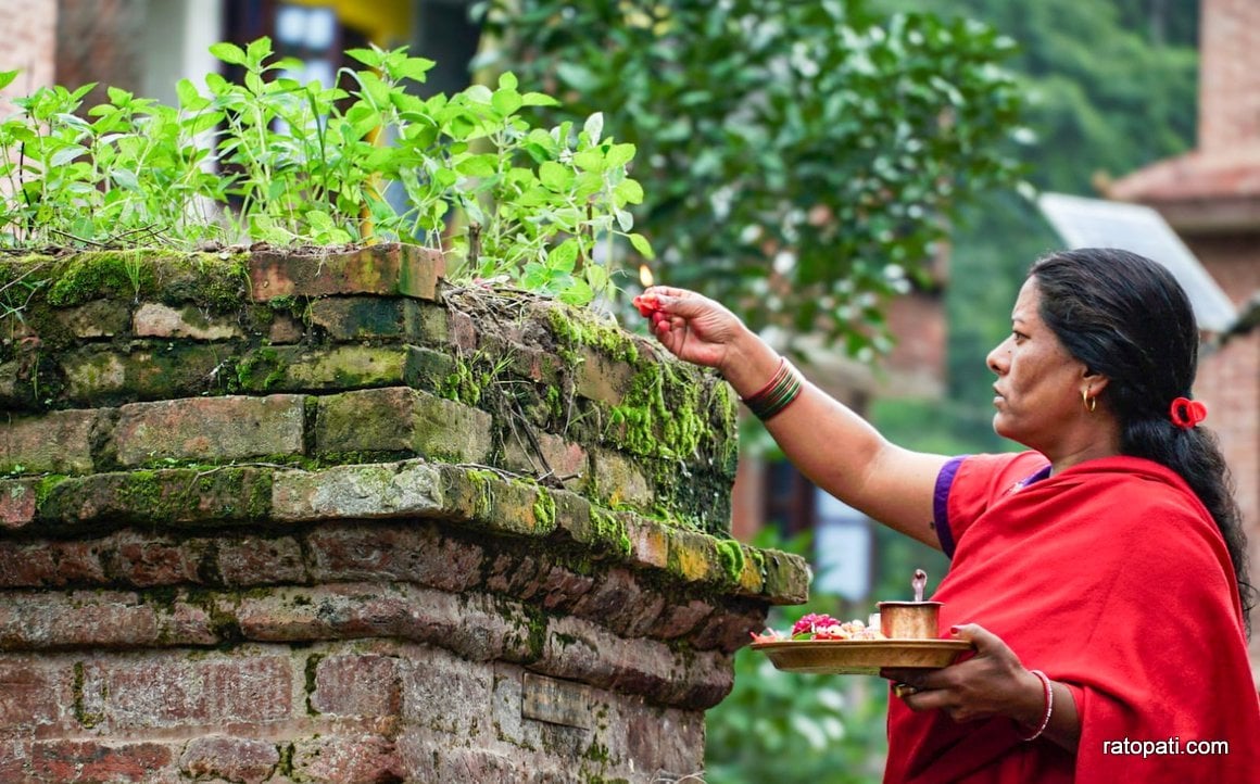 हरिशयनी एकादशीको अवसरमा  रोपियो तुलसी (फोटो फिचर)