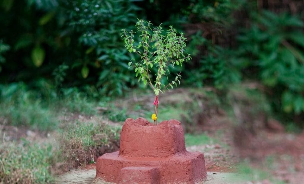 हरिशयनी एकादशी आज, तुलसीको बिरुवा सारिँदै