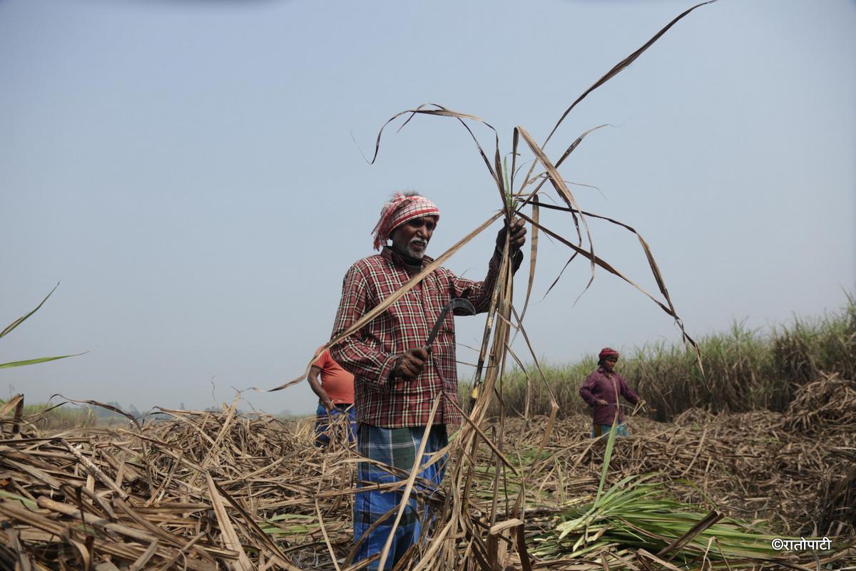ukhu kisan (1)
