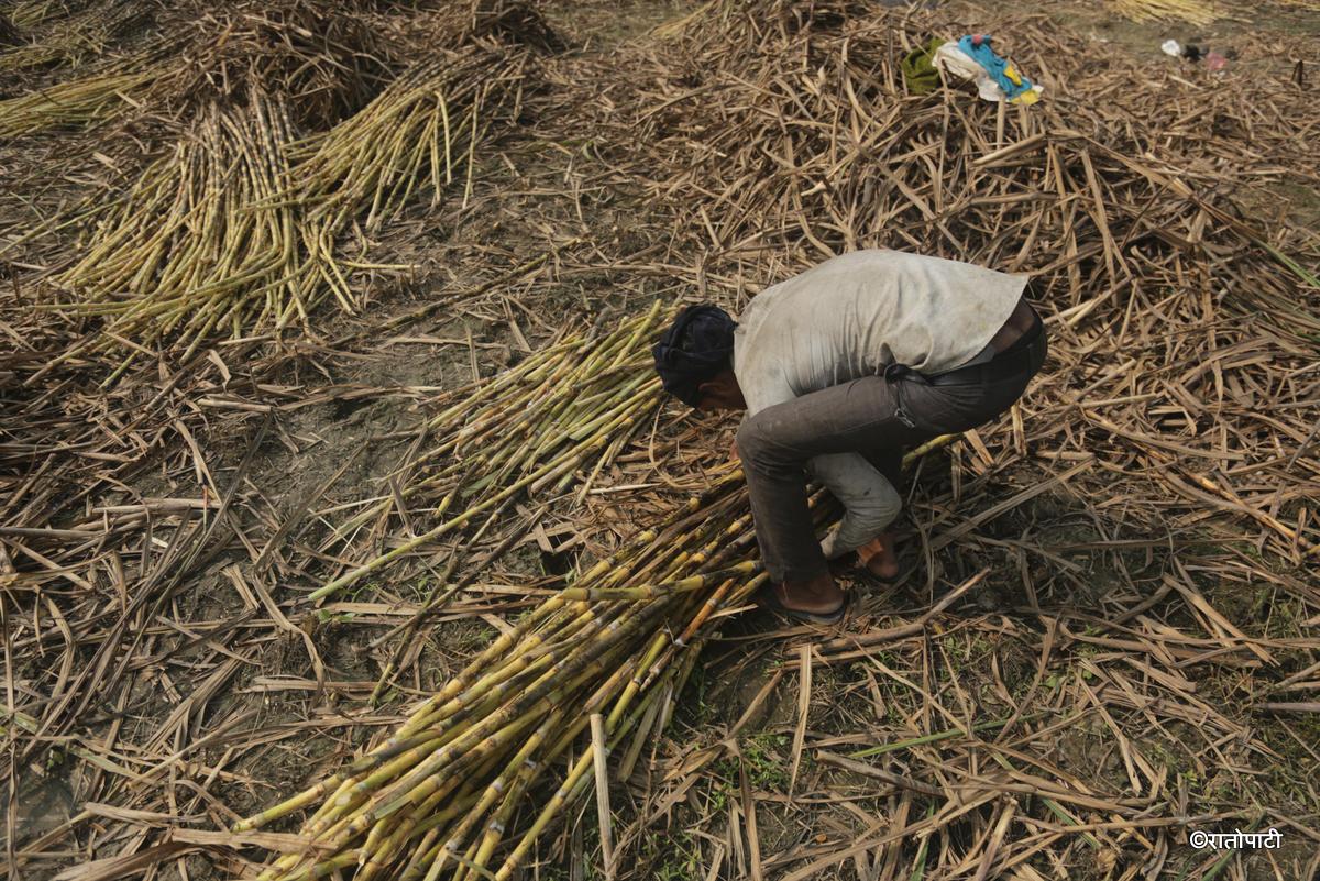 ukhu kisan (12)