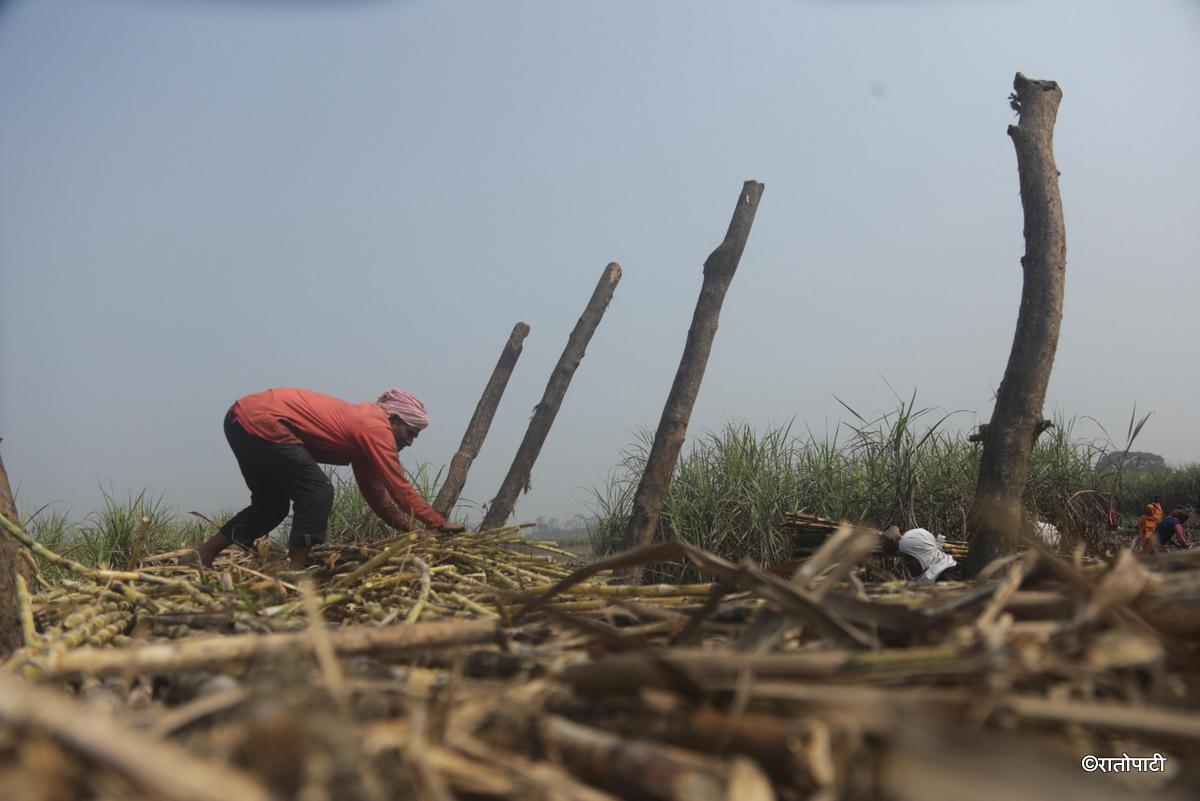 ukhu kisan (14)
