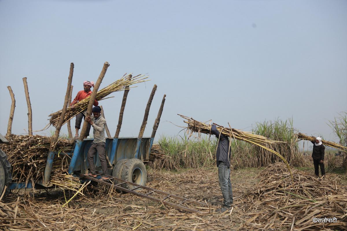 ukhu kisan (16)