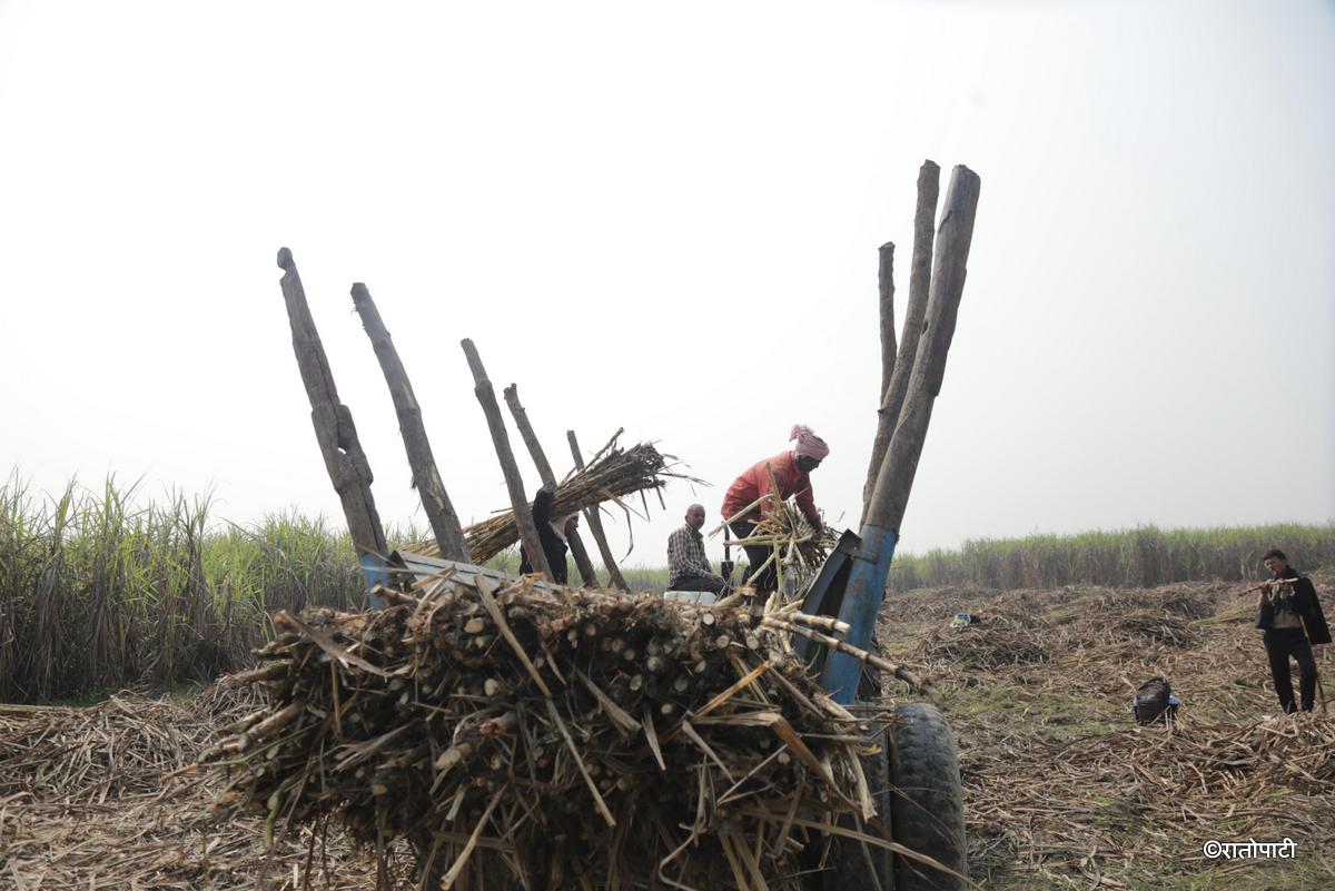 ukhu kisan (3)