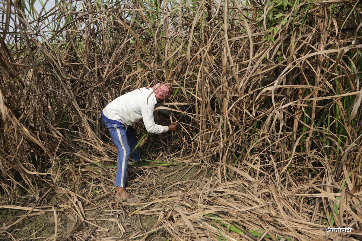 ukhu kisan (6)