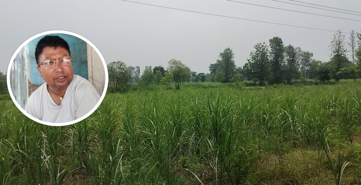 उखु किसानका पीडा: खेती गर्न मलकाे अभाव, उत्पादन बिक्री उधारोमै