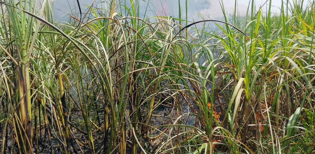 आगलागीले करिब २० बिघाको उखु नष्ट
