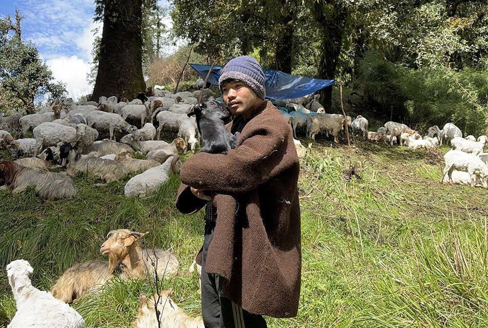   सहर छाडेर डाँडामा: भेडापालनमा भविष्य खोज्दैछन् आस्मन