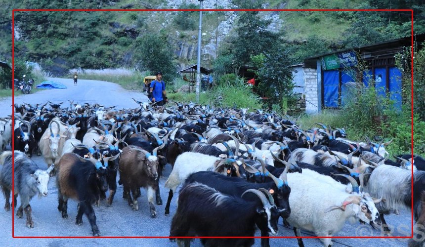   बजार झरे लेकाली भेडा च्याङ्ग्रा