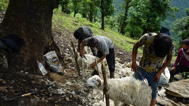   प्रयोग हुन छाडेपछि खेर जाँदै भेडाको ऊन
