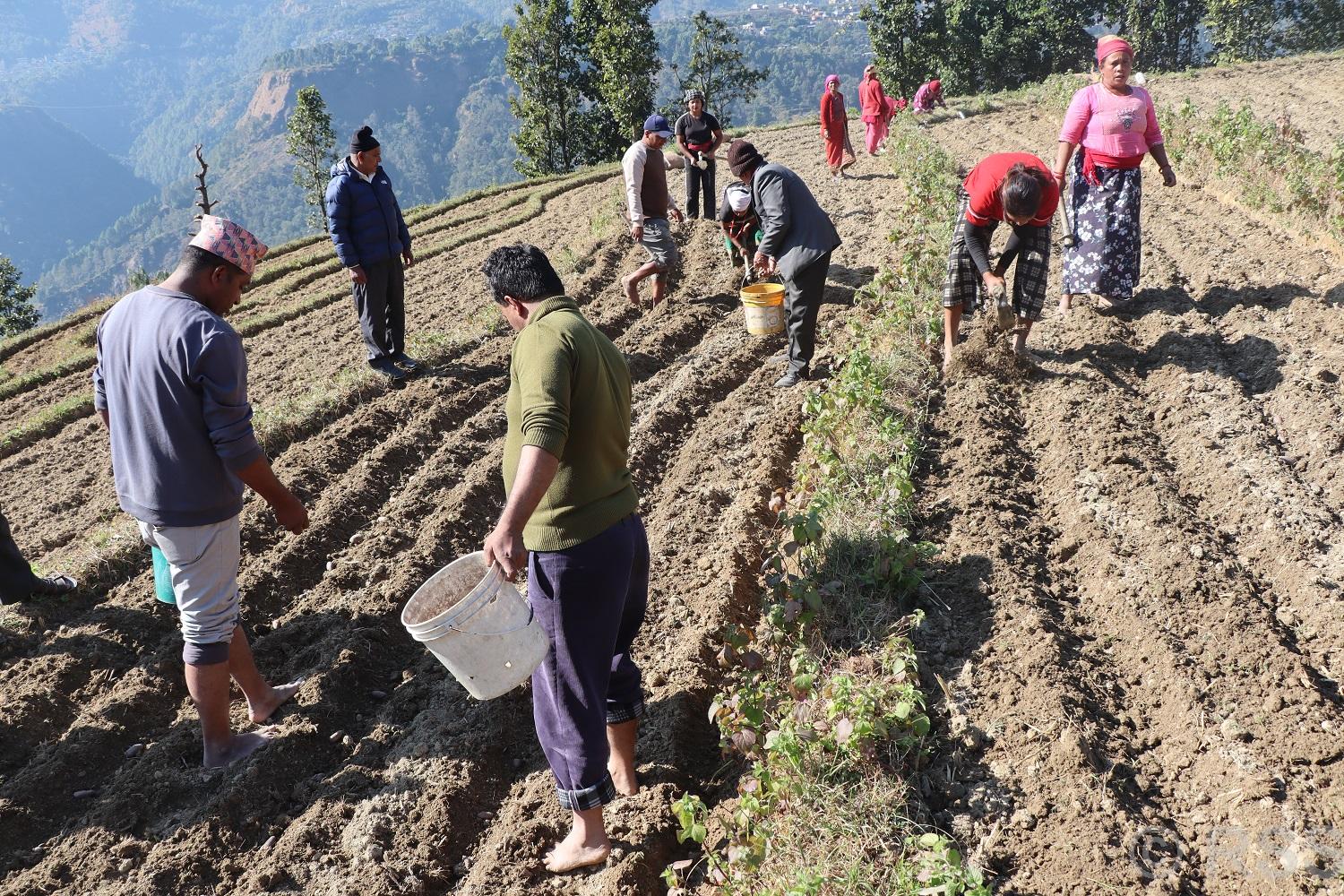   आलुको बीउमा आत्मनिर्भर जलजला गाउँपालिका