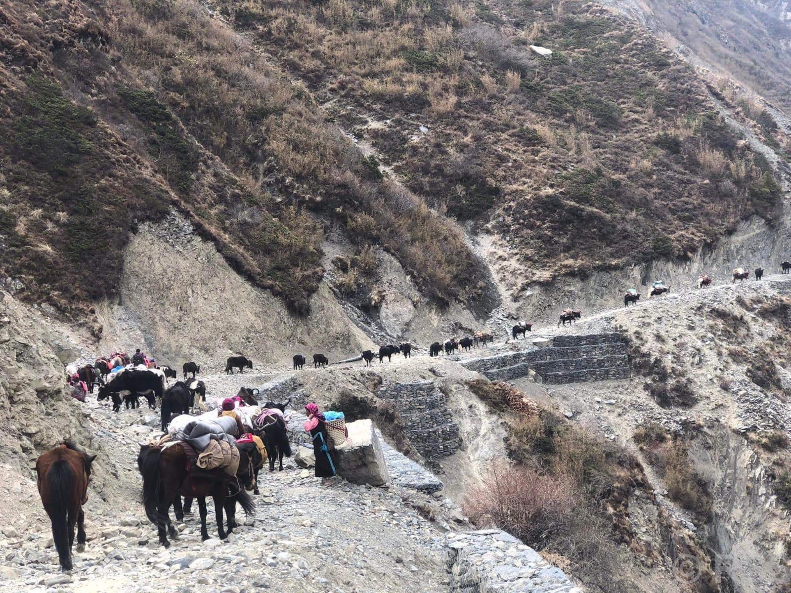   छेकम्पारबासी यार्सागुम्बा सङ्कलन गर्न लेकतिर