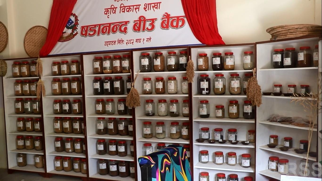   बीउ बैंकमार्फत रैथाने बाली संरक्षणमा जुट्दै षडानन्द नगरपालिका