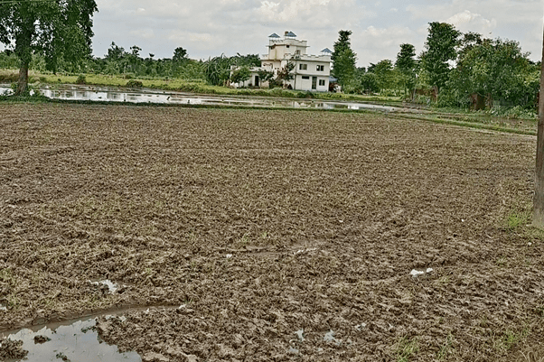   झापामा पर्याप्त वर्षा नहुँदा रोपाइँ प्रभावित