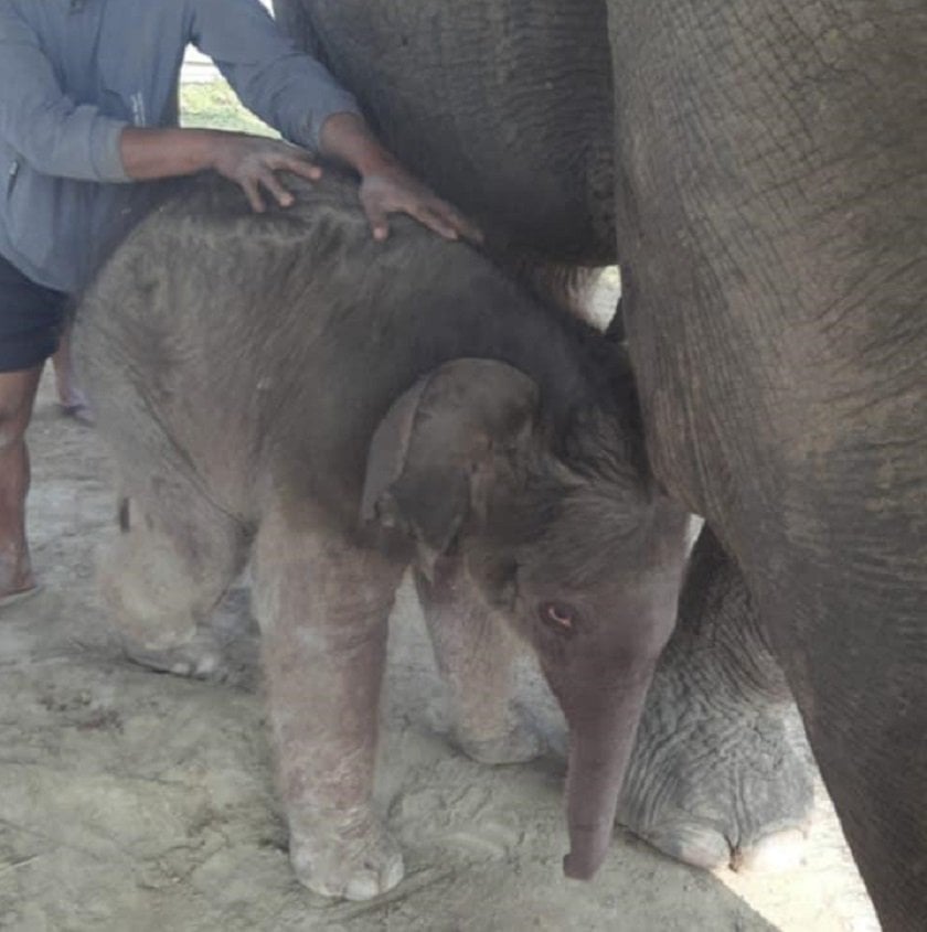 प्रजनन केन्द्रमा रिमझिमकलीले पाइन् छावा