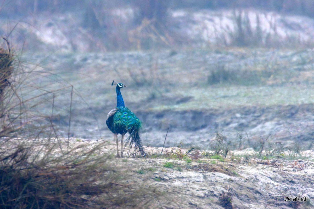 Wild Life_Chitwan_-1156