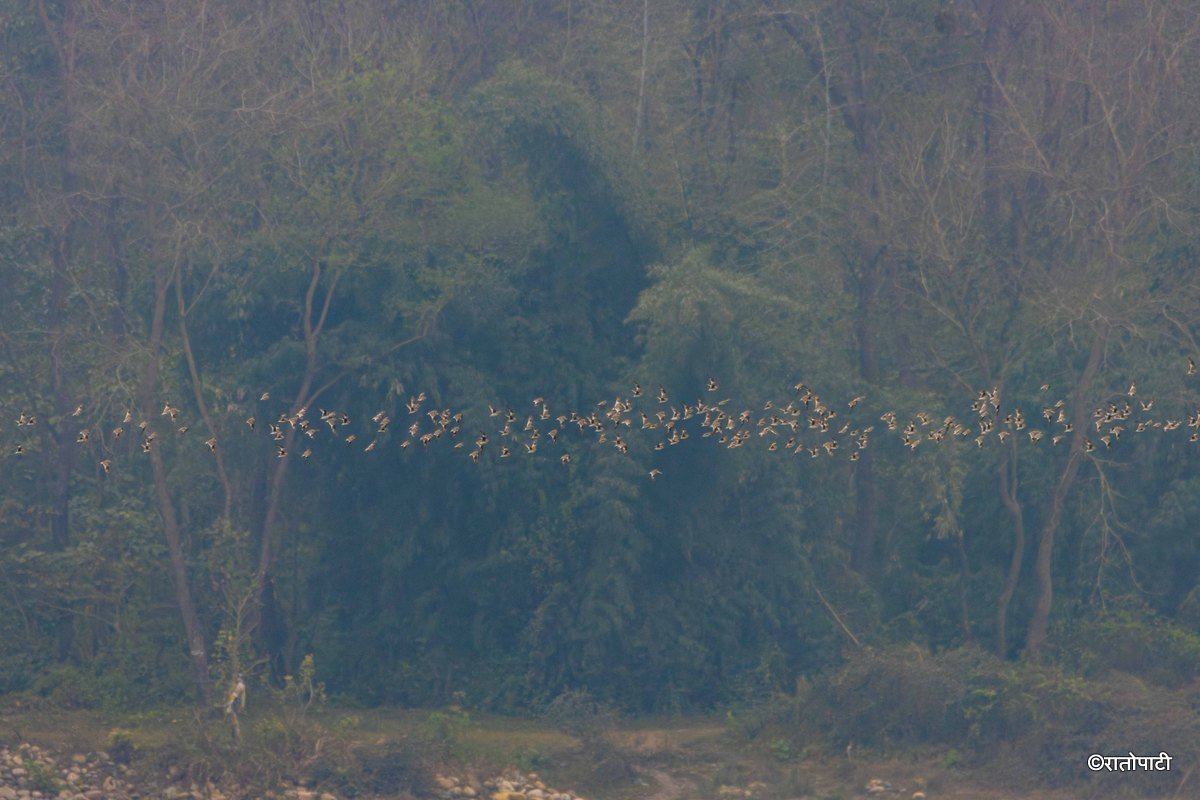 Wild Life_Chitwan_-1158
