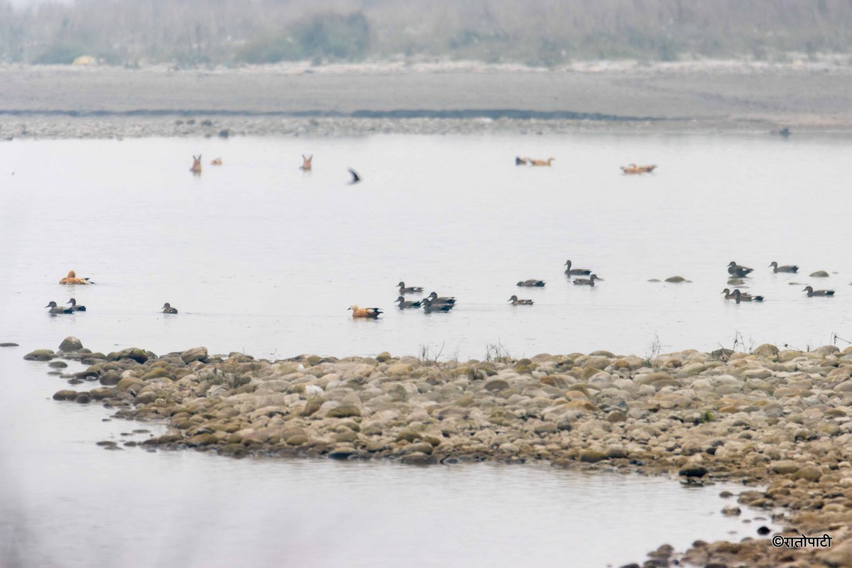 Wild Life_Chitwan_-1159