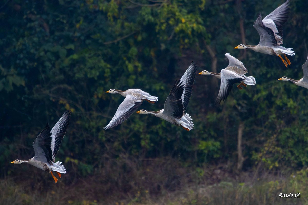 Wild Life_Chitwan_-1160