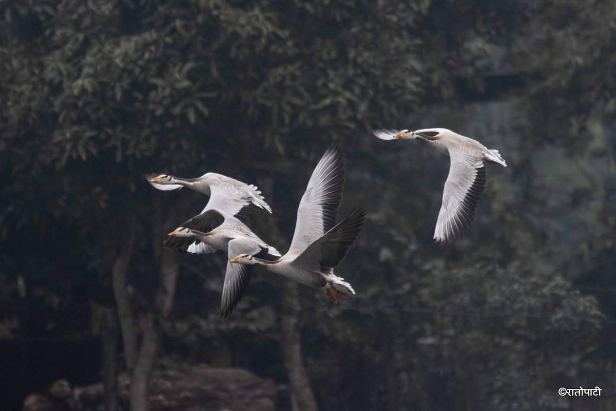 Wild Life_Chitwan_-1161