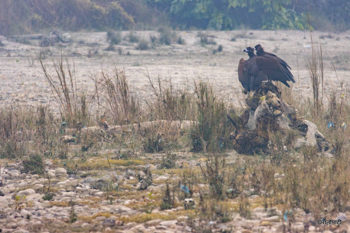 Wild Life_Chitwan_-1164