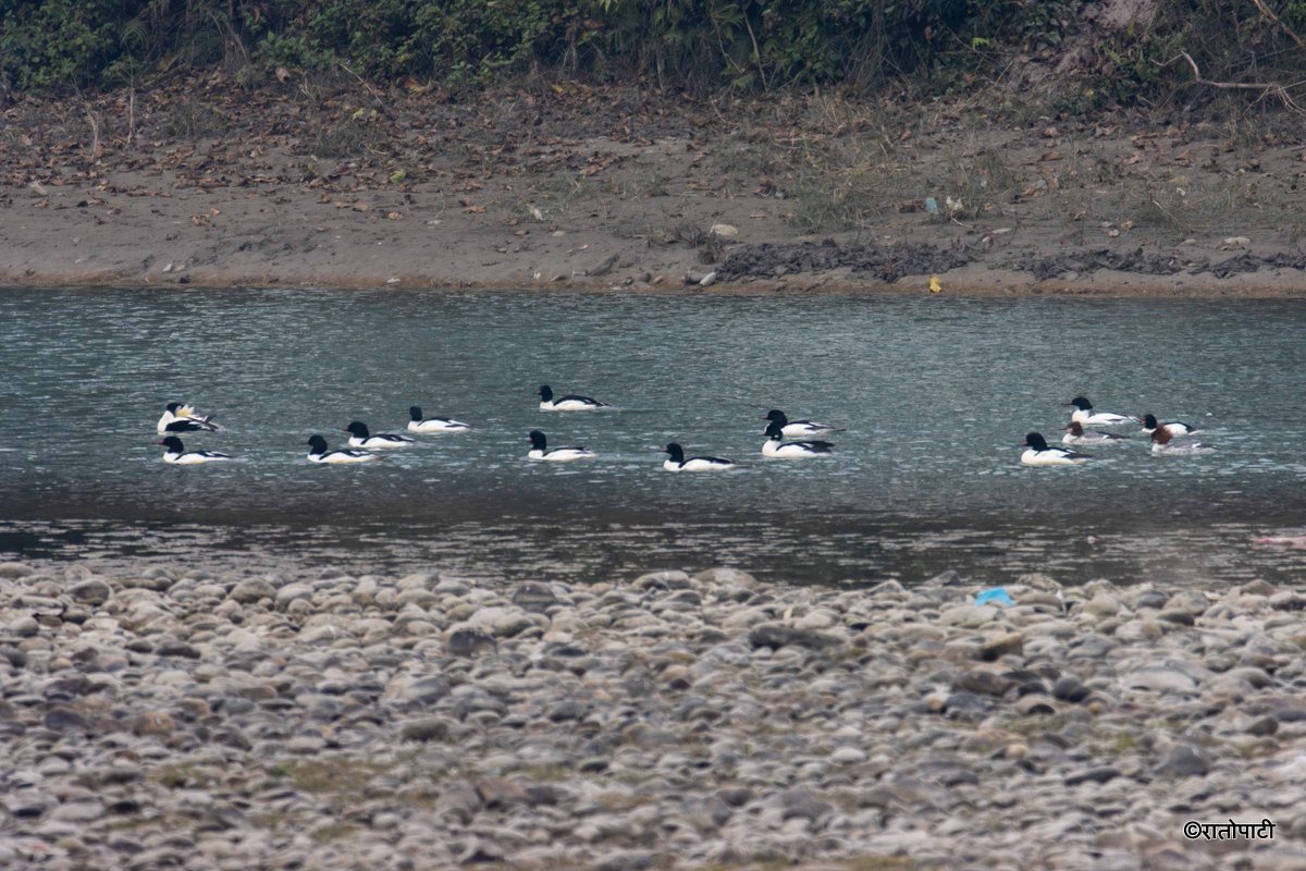 Wild Life_Chitwan_-1165