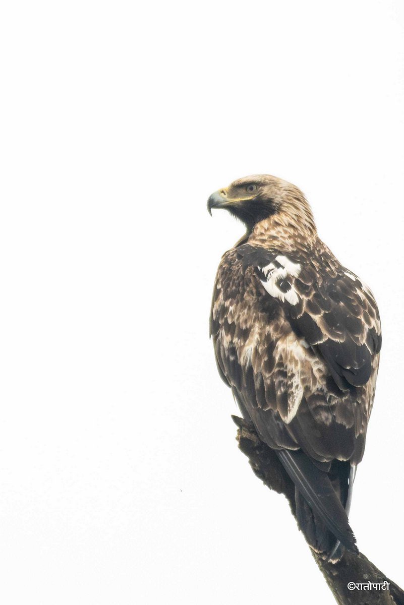 Wild Life_Chitwan_-1166